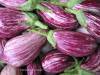 Aubergine striée