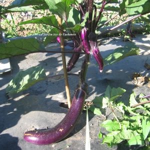 Aubergine japanese