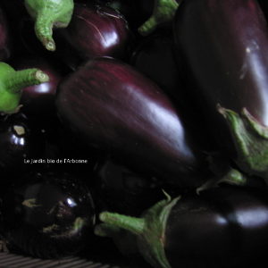 Aubergine violette