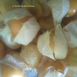 Physalis