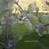 Physalis – Image 3