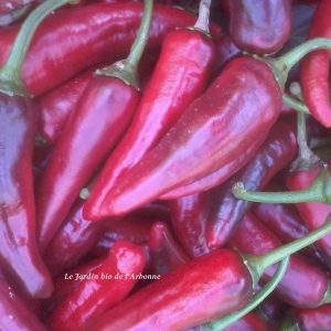 Piment doux