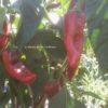 Piment doux – Image 2