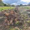 Poire de terre ou "yacon" – Image 2