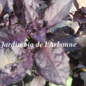 Basilic pourpre