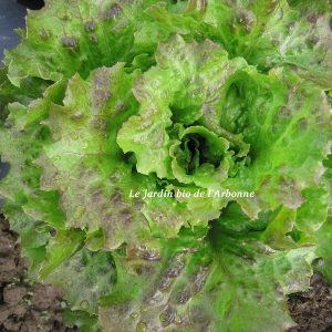 Salade : Batavia brune
