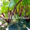 Betterave rouge – Image 2