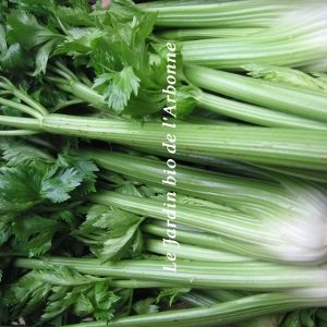 Céleri branche