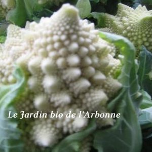 Chou romanesco
