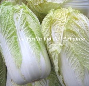 Chou Chinois (pe tsaï)