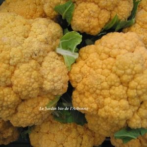 Chou fleur orange
