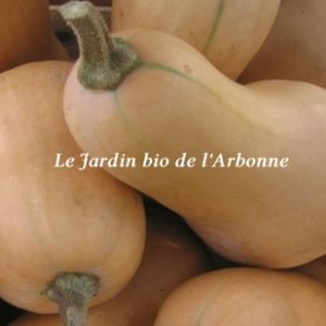 Courge butternut