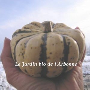 Courge patidou