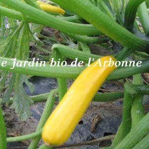 Courgette jaune