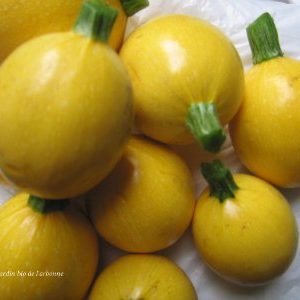 Courgette ronde jaune