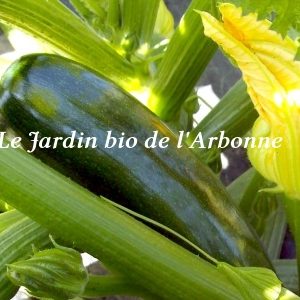 Courgette verte