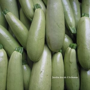 Courgette blanche