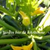 Courgette verte – Image 2