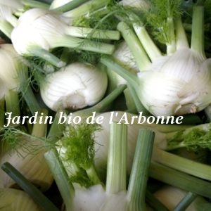 Fenouil
