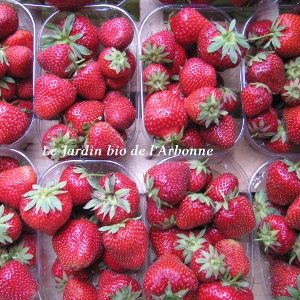 Fraises