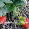 Fraises – Image 2