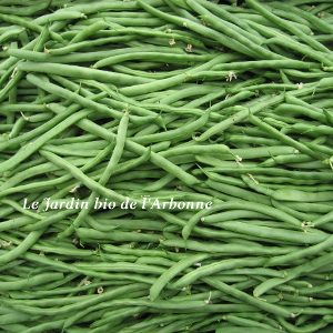 Haricot vert