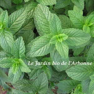 Menthe