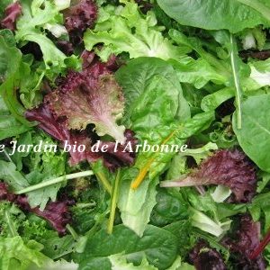 Salade : Mesclun
