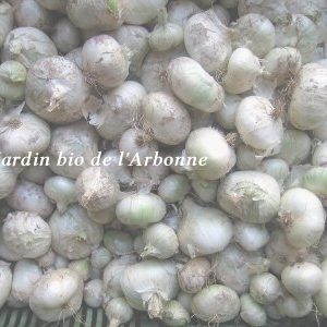 oignons blancs vrac