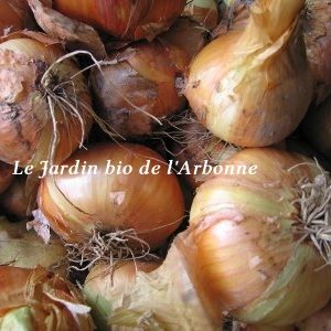 Oignon jaune