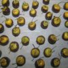 Physalis – Image 2