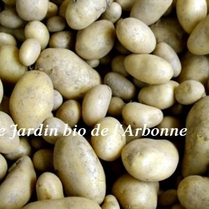 Pomme de terre nouvelle