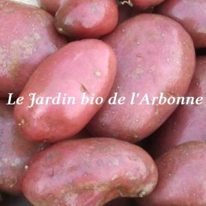 Pomme de terre rouge