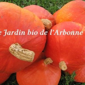 Courge potimarron