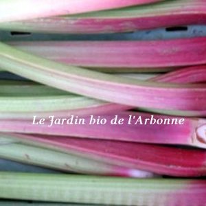 Rhubarbe