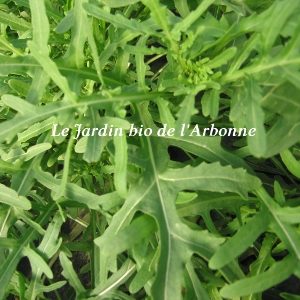 Roquette