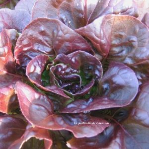 Salade : Laitue rouge