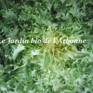 Salade : Chicorée frisée