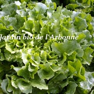 Salade : Chicorée scarole