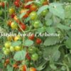 Tomate cerise – Image 2