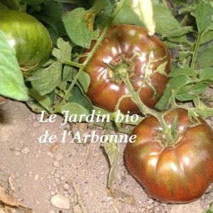 Tomate : noire de Crimée