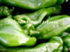Poivron long vert