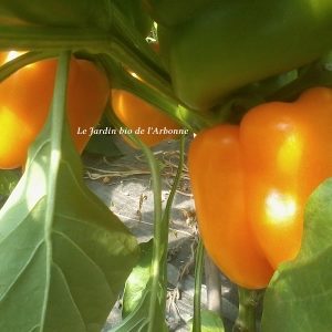 Poivron orange
