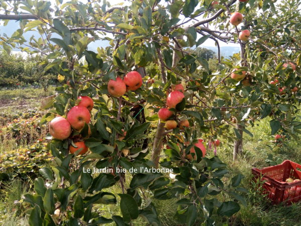 Pomme
