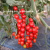Tomate cerise – Image 3