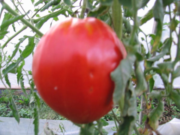 Tomate cœur de bœuf