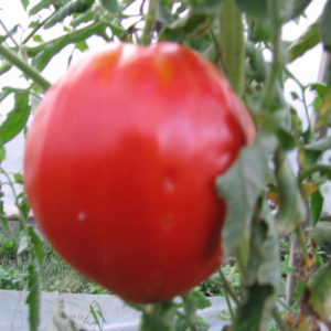 Tomate cœur de bœuf