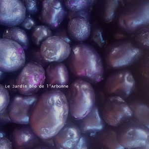 Pomme de terre violette
