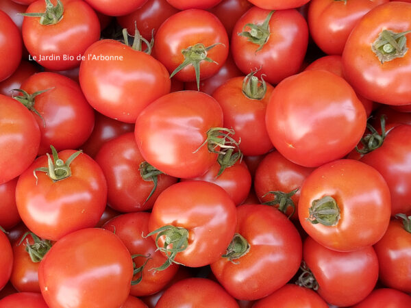 Tomate ronde
