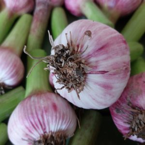 Ail violet